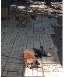 キツネ♡ | その他