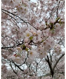 お花見🌸 | その他