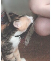 peke | その他