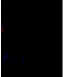 WEGO | Tシャツ/カットソー