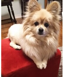 ありがとうございます🐶❤ | その他