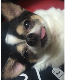 ミルちゃん♀10歳 | トップス