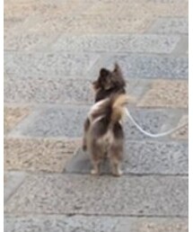 moncheri | ペットウェア