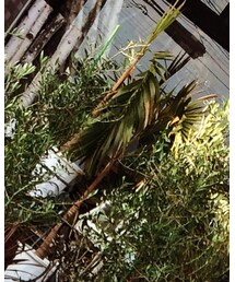 FIVE BROTHER | チェスターコート