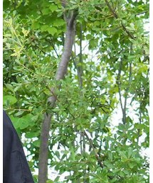 soumo | Tシャツ/カットソー