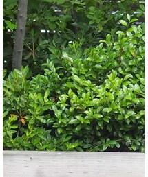 ORPHIC | スニーカー