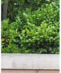 無印良品 | ソックス/靴下