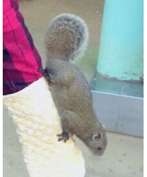 タイワンリス | その他