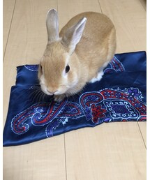 Green　Parks | バンダナ/スカーフ