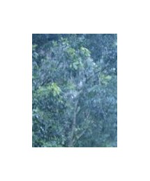 FRED PERRY | シューズ