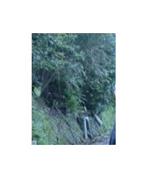 UNIQLO | チノパンツ