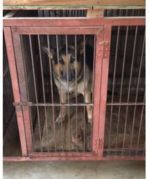 ワカサ号   通称:リキ | 雑貨/ホビー