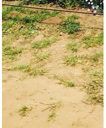 GU | シャツ/ブラウス