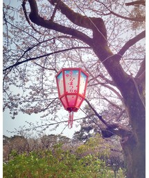 さくらまつり行きました◡̈ | その他