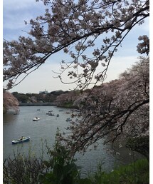 千鳥ヶ淵の桜🌸 | その他
