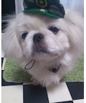 100円均一の「ペットグッズ(ペットウェア)」