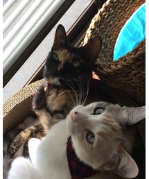 たそがれー🌸 | その他