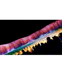 illumination✨ | なばなの里(その他)