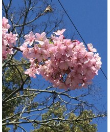 春ですね🌸 | その他