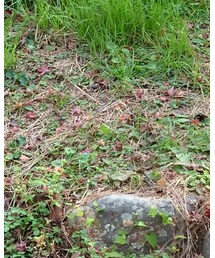 Champion | ジャケット/アウター