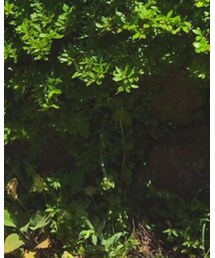 adidas Originals | パンツ