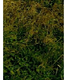 マッチはいらんかね〜？ | その他