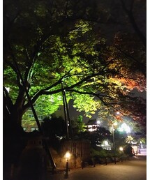 出張先の紅葉 | その他