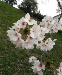 no brand | 岡山の後楽園✳︎桜✳︎(その他)