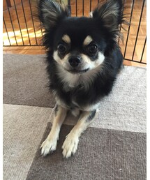 カミュ | その他