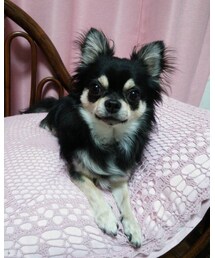 カミュ | その他