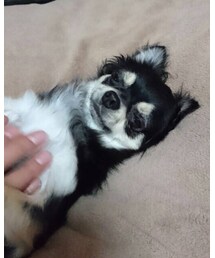 チワワのカミュくん | ダウンジャケット/コート