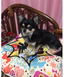 ウール100%カミュくん | ニット/セーター