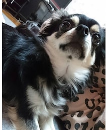 ウール100%カミュくん | ニット/セーター