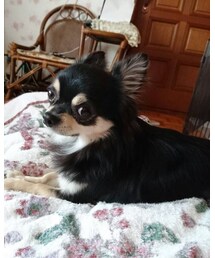 ウール100%カミュくん | ニット/セーター