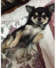 ウール100%カミュくん | ニット/セーター