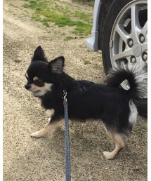 羊毛ではないウール100%カミュくん | ニット/セーター