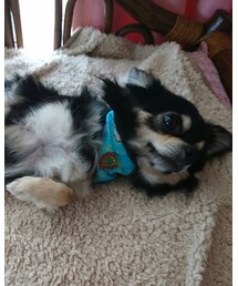 トリミング後カミュくん | ニット/セーター