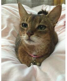 アビちゃん13歳おめでとう！🐱 | ニット/セーター