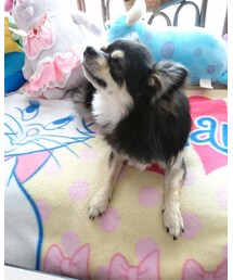 ウール100%カミュくん | ニット/セーター