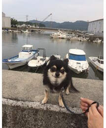 カミュちゃん、初めての海🌊 | その他