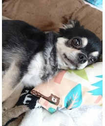 伸びてるカミュちゃん | ニット/セーター