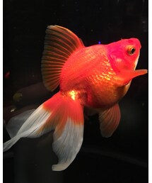 REDCARD | デニムパンツ