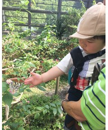 ちょうちょ | 5/5 ちょうちょ(その他)