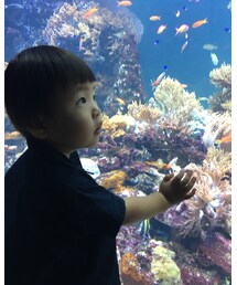 水族館 | 7/31 水族館(その他)