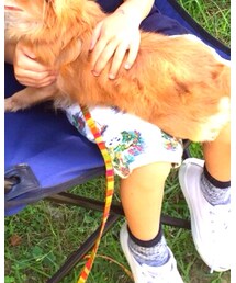 わかりません | その他パンツ