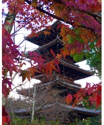 京都の紅葉1 | その他