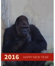 名古屋名物イケメンゴリラ | その他