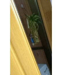 used | チェスターコート