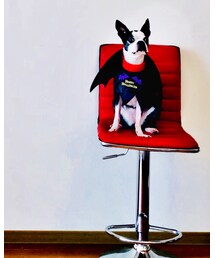 3coins | スリコのワンコ用ハロウィン衣装🦇(ラッピングキット)