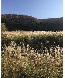 箱根のススキ🎑 | その他